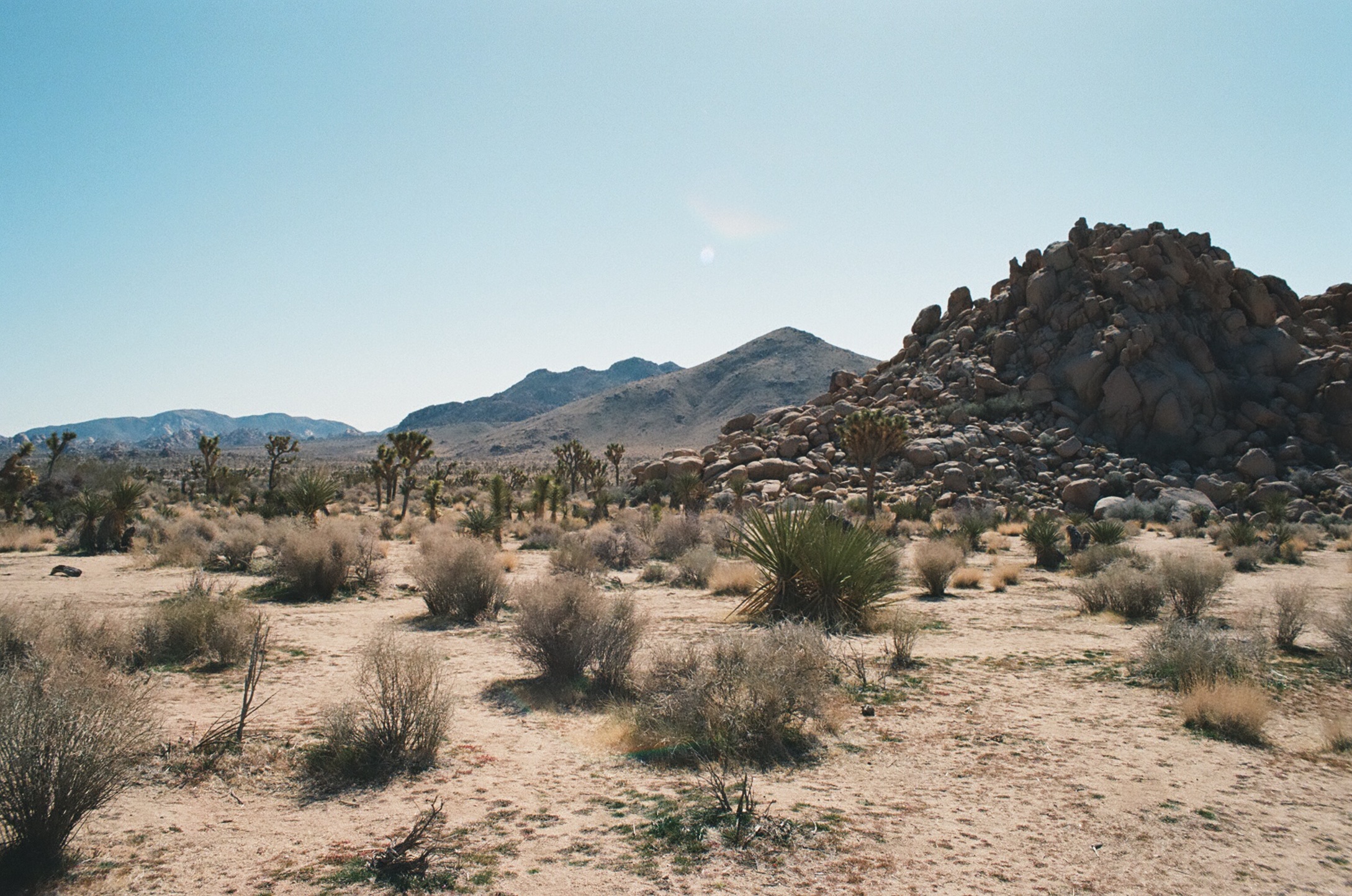 Joshua trees and desert scrub extending toward a rocky hill and distant mountains beneath a pale blue sky