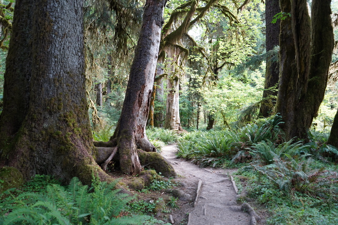 A narrow dirt trail winding between ferns and large moss-covered trees in a dense forest