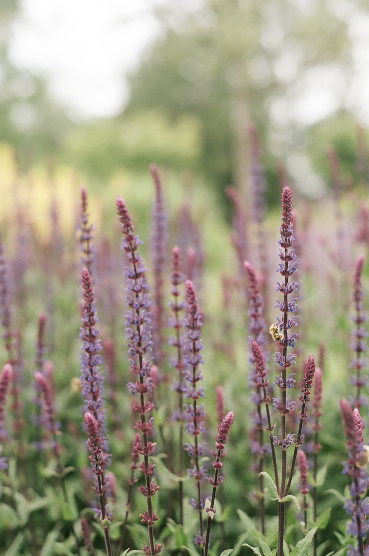 Tall purple and pink flower spikes in a softly focused meadow
