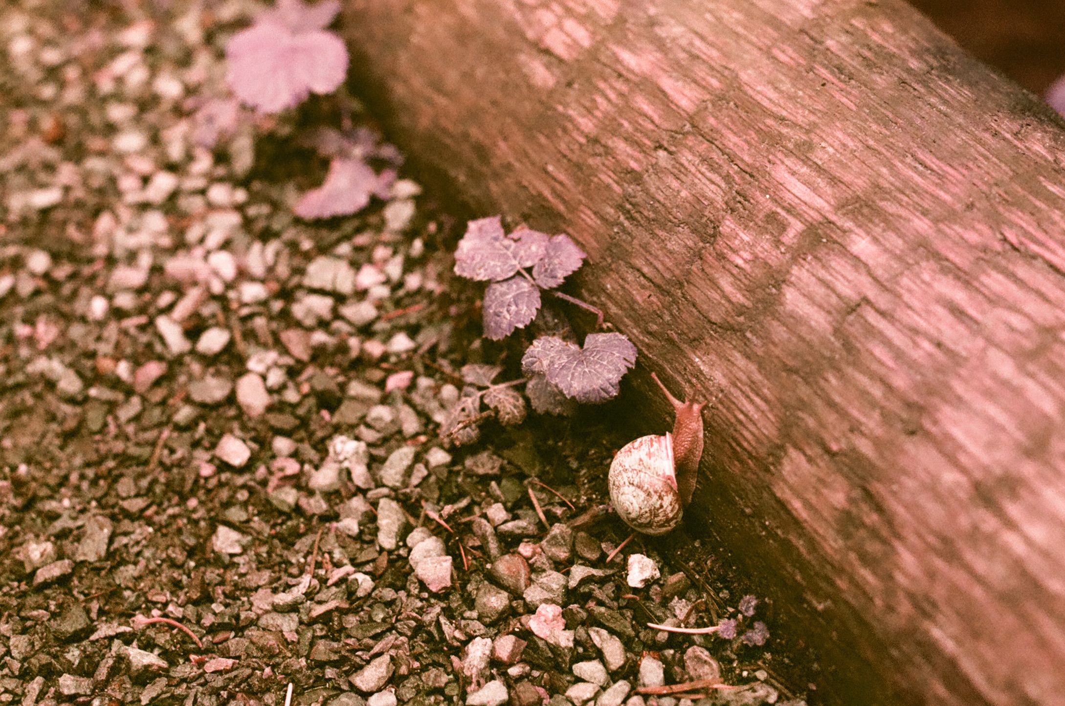 A snail on gravel beside a fallen log, tinted by warm pink light