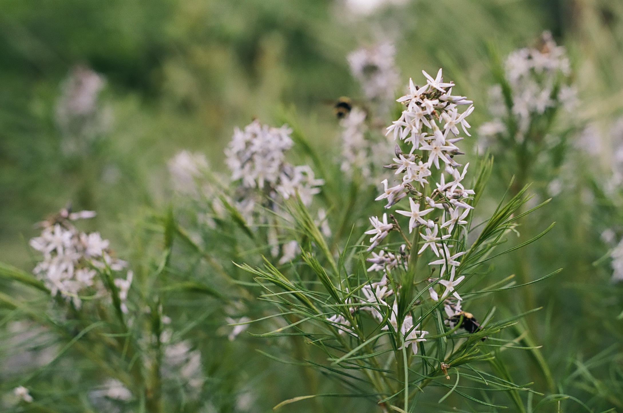 White wildflowers and bees in a green meadow